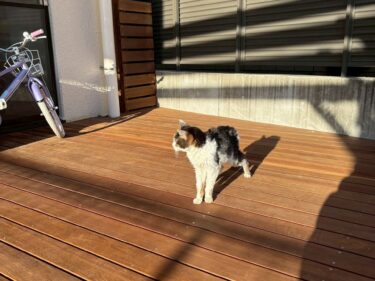 完工後ウッドデッキ