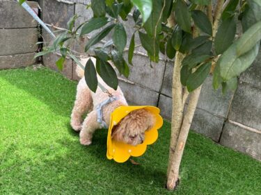 人工芝